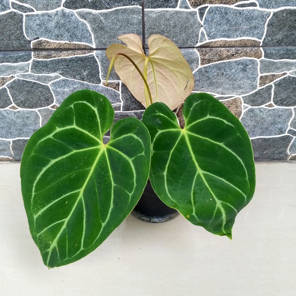 Anthurium Kuping Gajah Silver Hope Tanaman Hias 100% Sesuai Foto Yang Ditampilkan