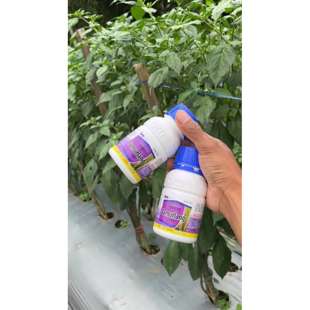 BM JAMURLANG 300 EC - 250 ml propikonazol dan difekonazol