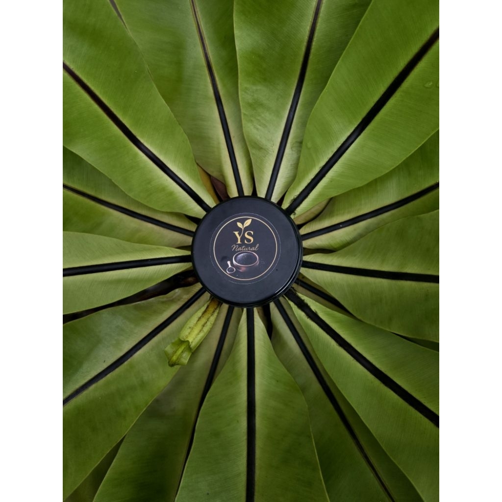 lulur beda lotong khas bugis