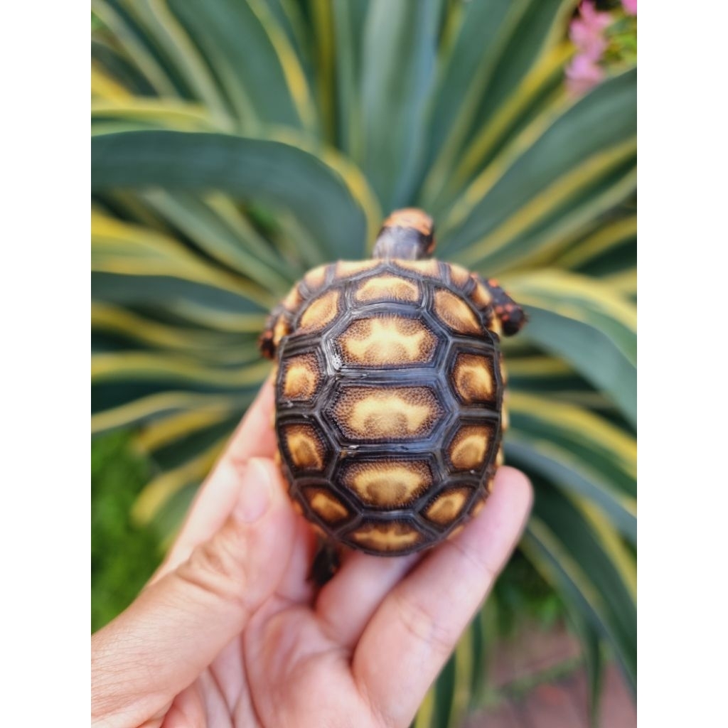 KURA CHERRY HEAD CB INDO