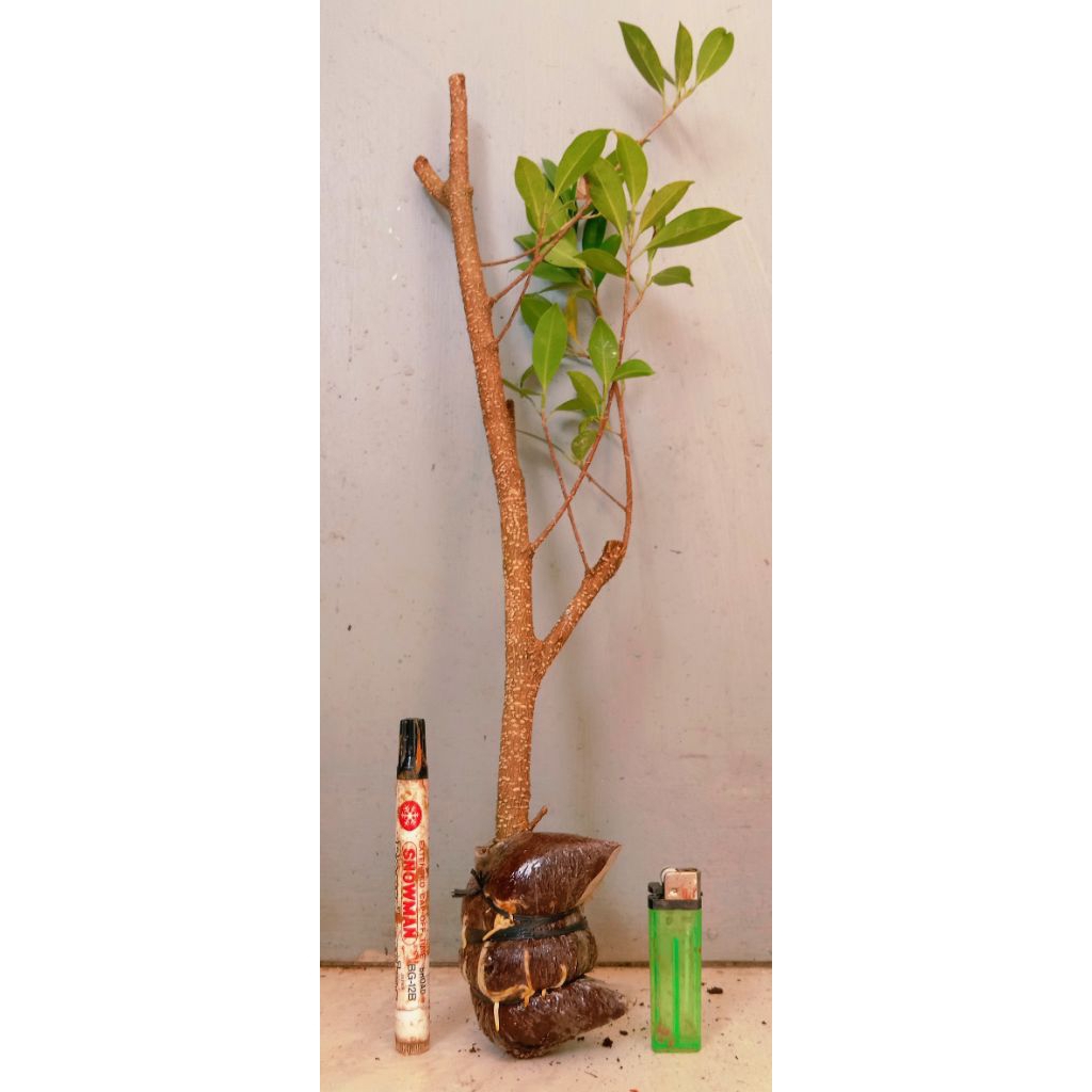 cangkokan kimeng fresh 6.000 perak siap tanam mantap