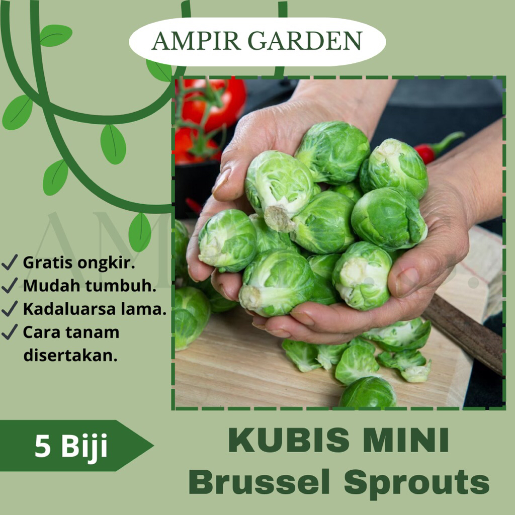 5 Biji Benih Kubis Mini BRUSSEL SPROUTS Import / Benih Bibit Sayuran Kol Kubis Hijau Kecil