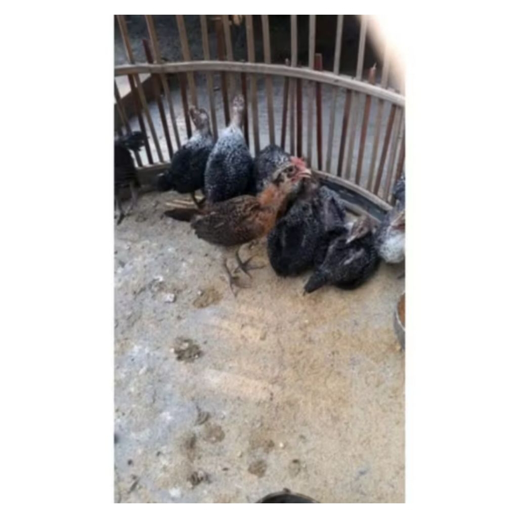 AYAM ARAB UMUR 1 BULANAN