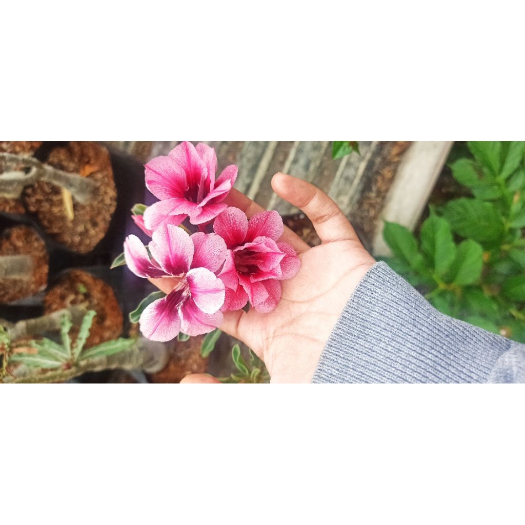 Adenium ID Swallow Sudah Berbunga Bunga Tumpuk