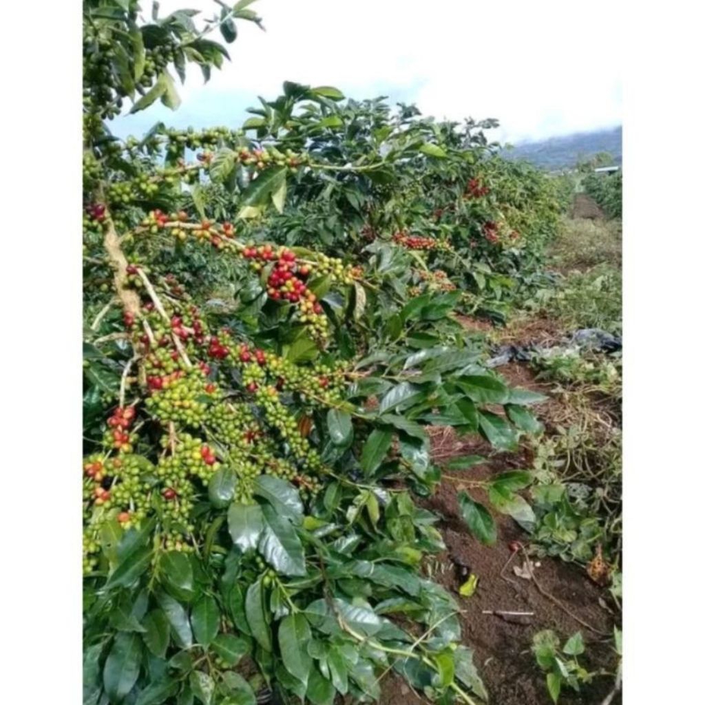 Termurah Bibit Kopi Arabika Ateng Unggul / Bibit Kopi Super Siap Tanam
