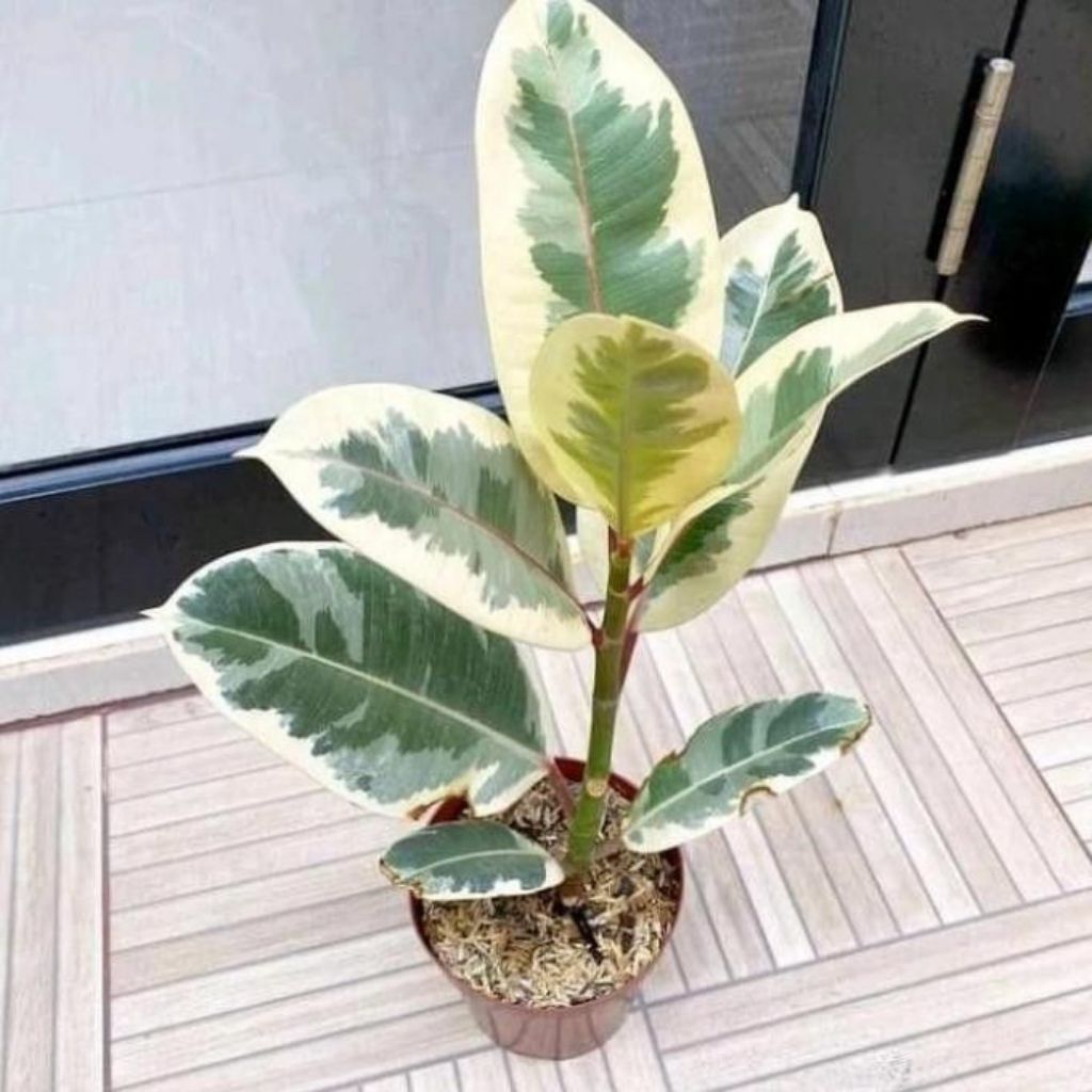 Tanaman hias karet kebo varigata - pohon karet kebo varigata