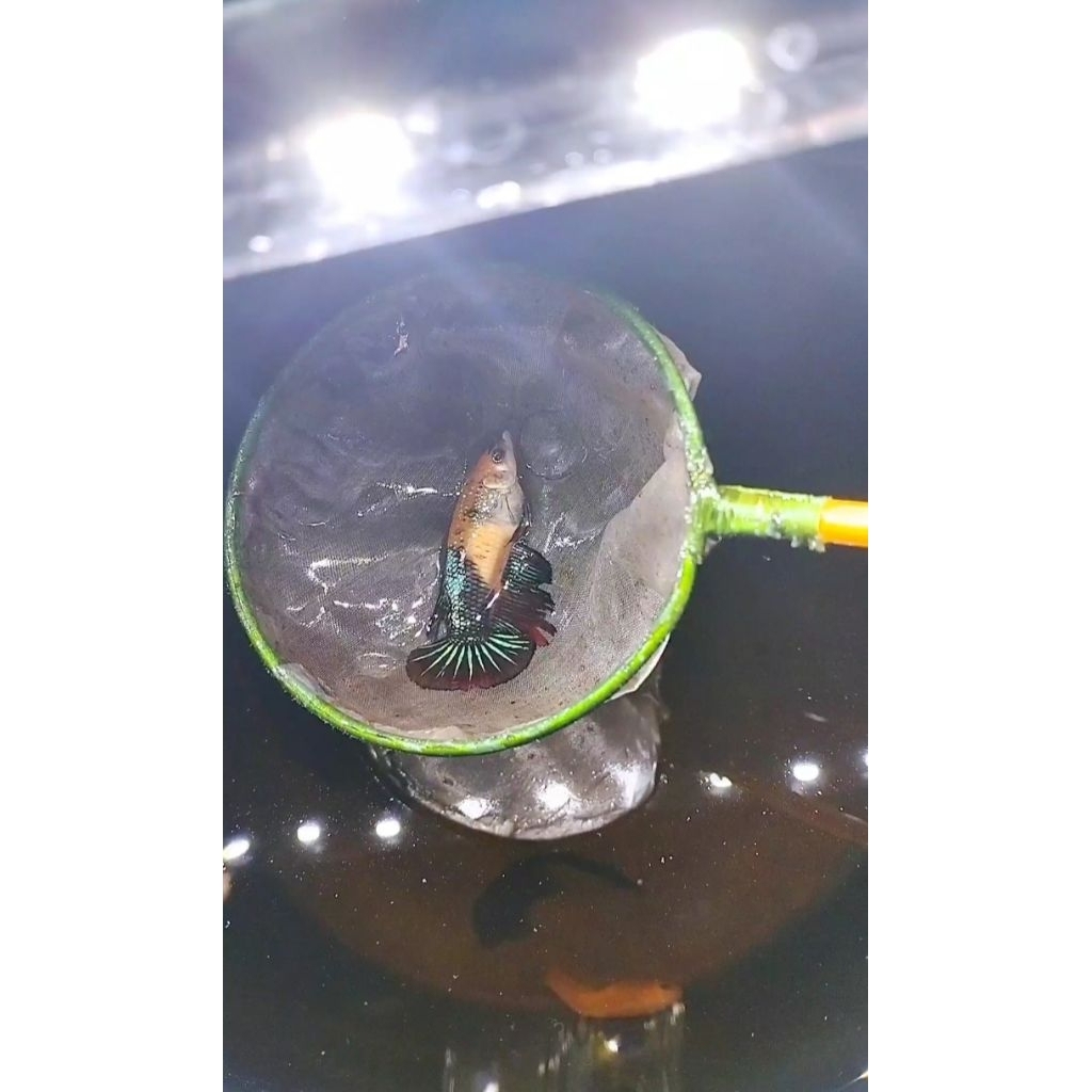 cupang betina indukan ohm multi metalik full telur size M+ sesuai foto vidio real pict 100%