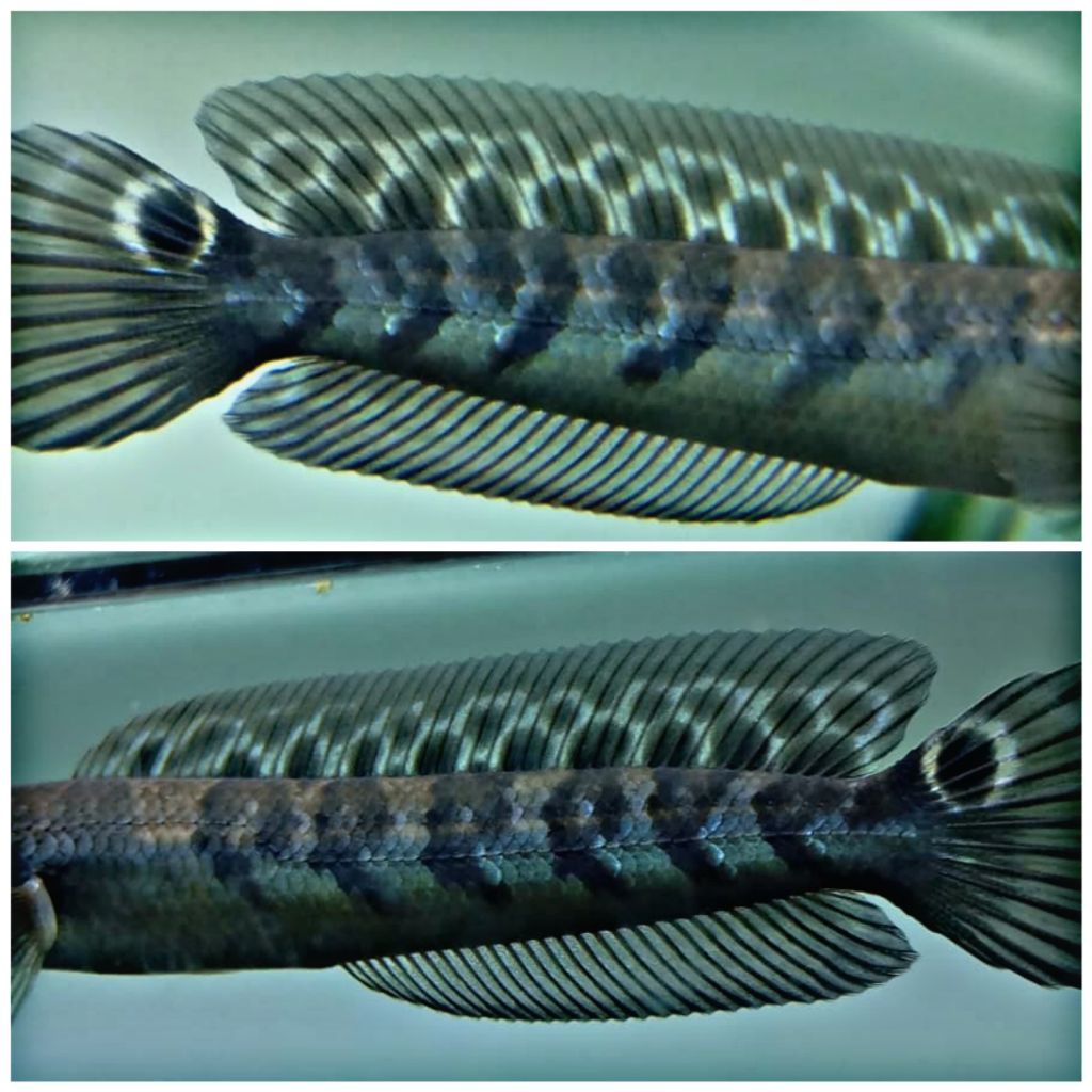 YS 10cm Sortiran Standar kontes