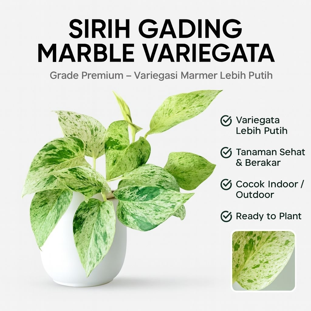 Sirih Gading Marble Variegata Tanaman Hias Premium Daun Marmer Putih Siap Tanam