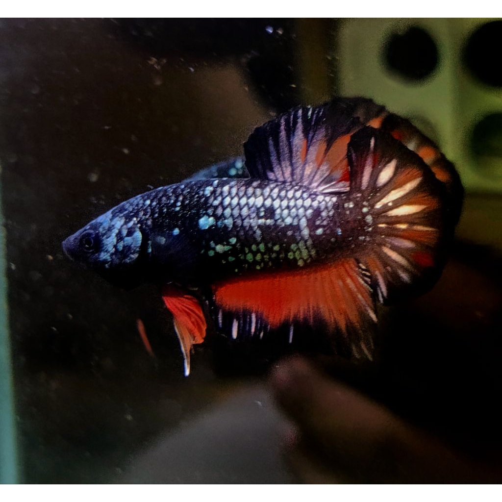 Avatar nemo fire grade