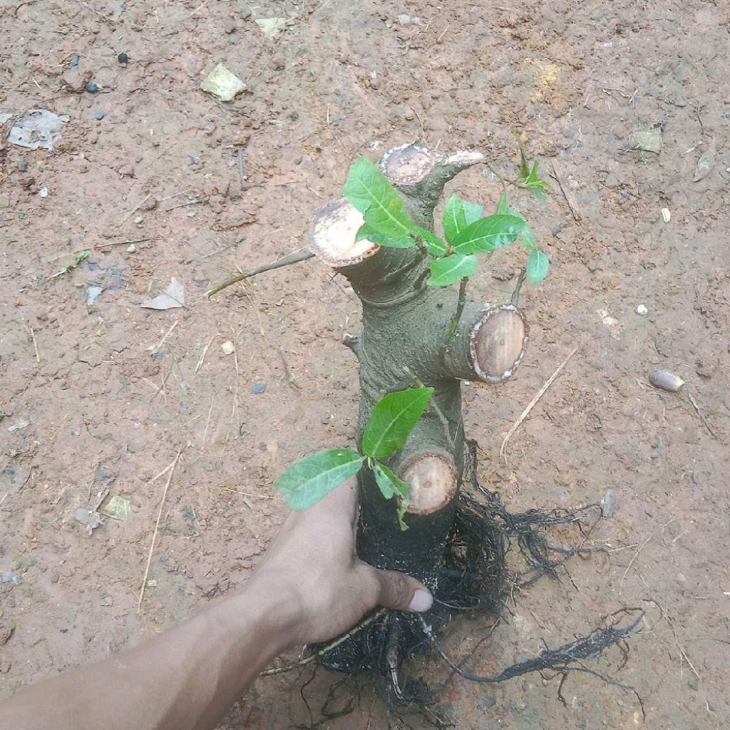 bahan bonsai loa,cabutan loa sungai sudah berkarakter Haraga termurah