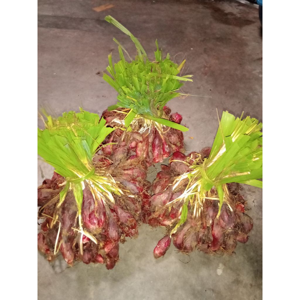1 KG BAWANG DAYAK SEGAR.