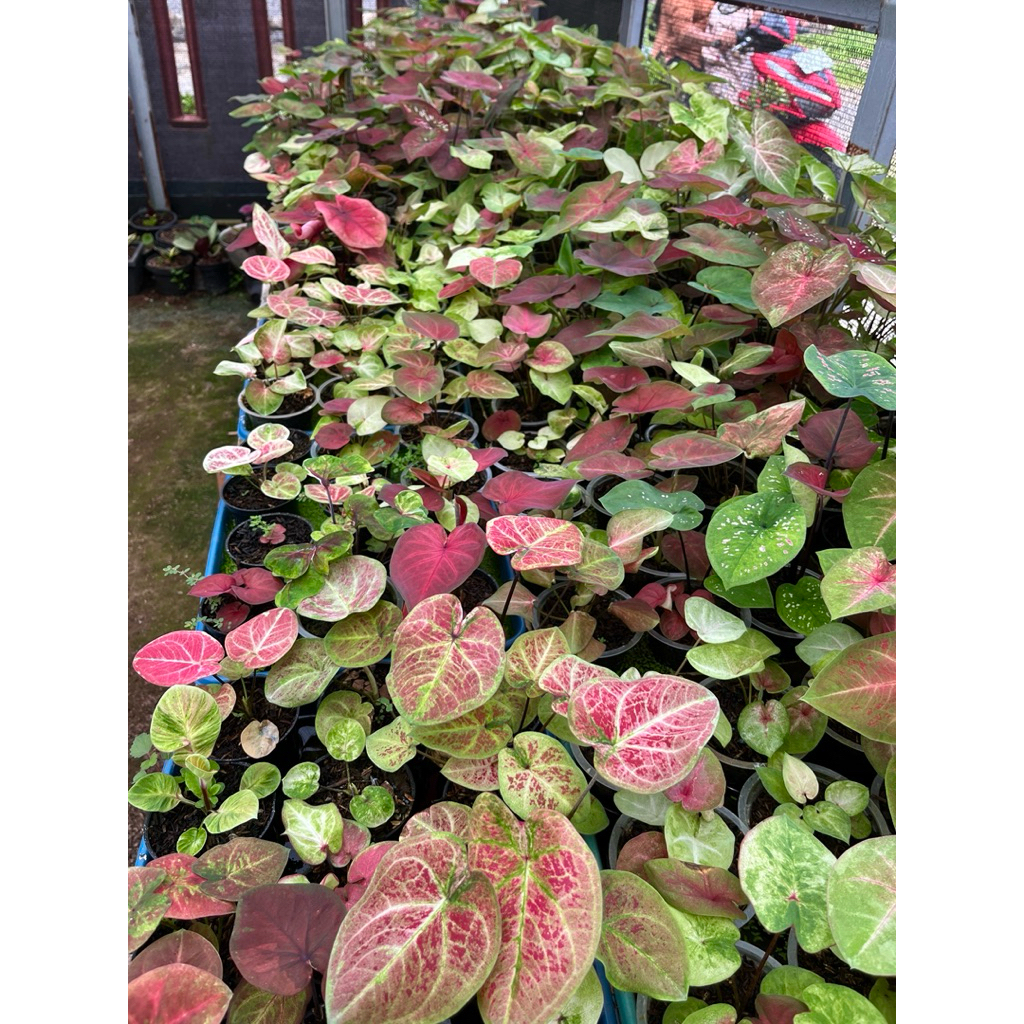 caladium hybrid