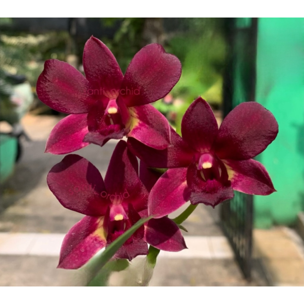 (Remaja) Anggrek Dendrobium Coyote Red