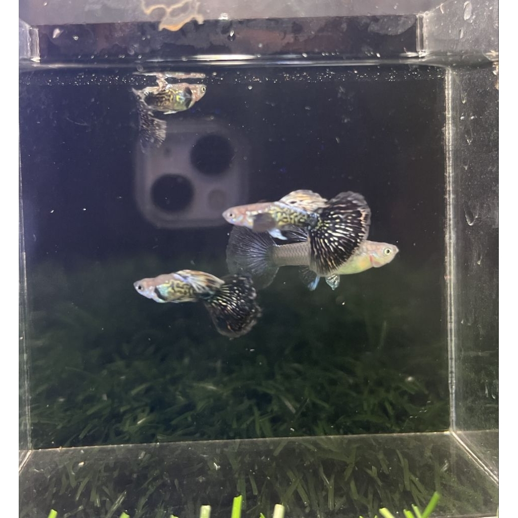 hiasan aquarium guppy purple dragon