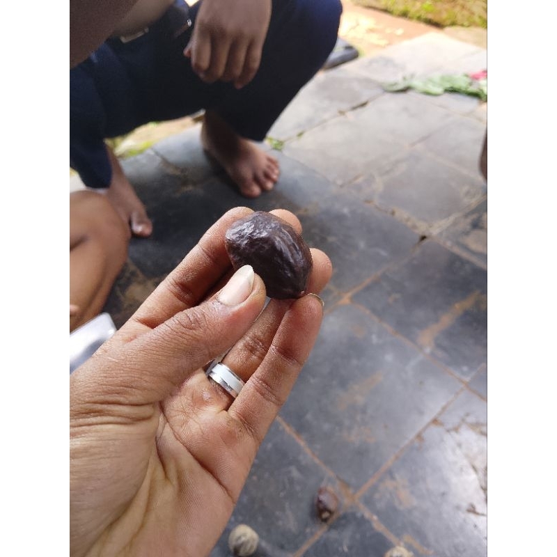 Muncang/kemiri aduan siap adu random
