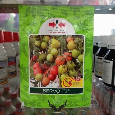 Benih Bibit Tomat Hibrida SERVO F1 isi 1750 biji
