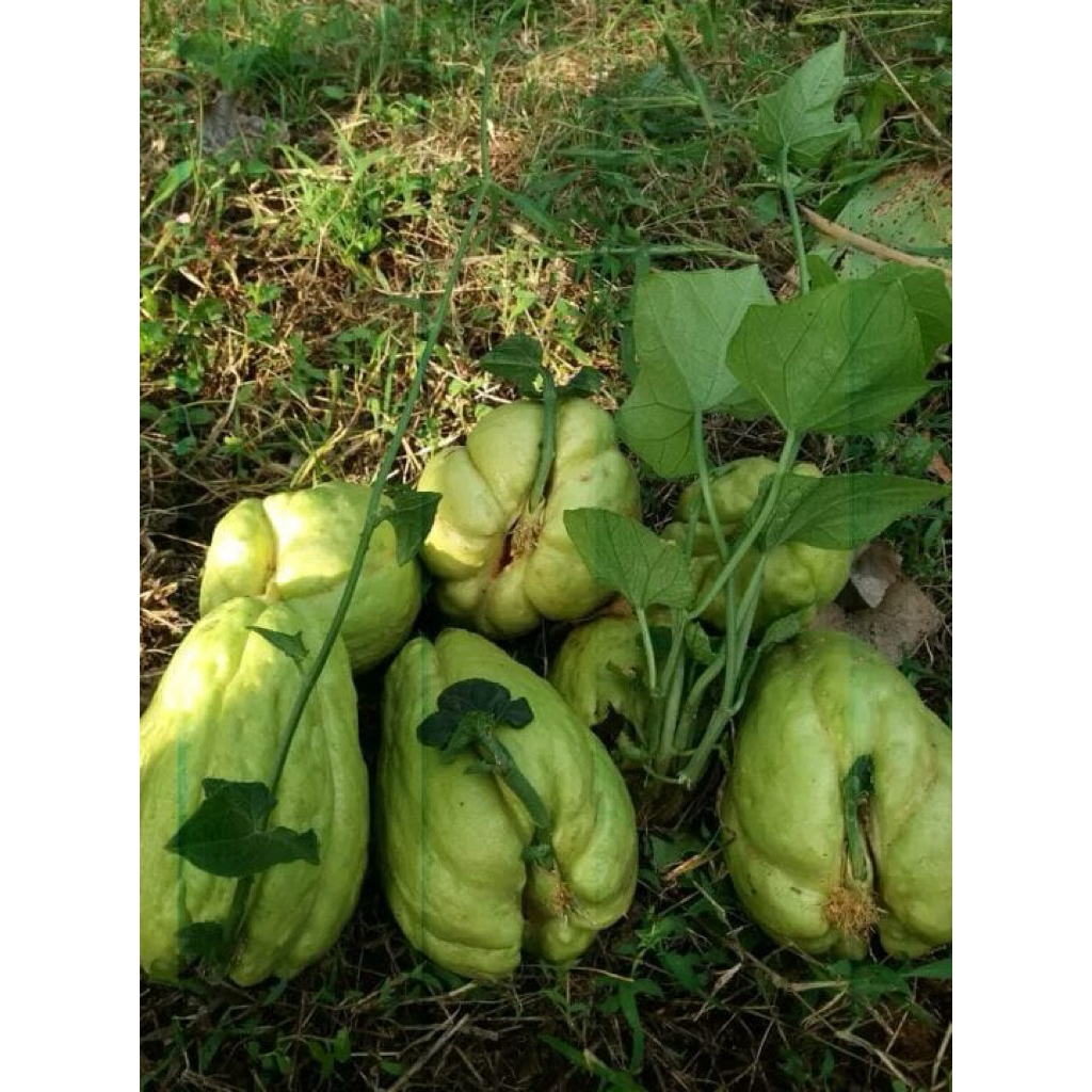 bibit Labu siam | waluh | Waluh siam