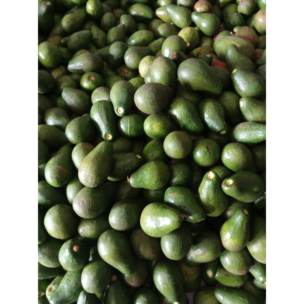 alpukat lokal' garut mentega 1 kg isi 6-8buah