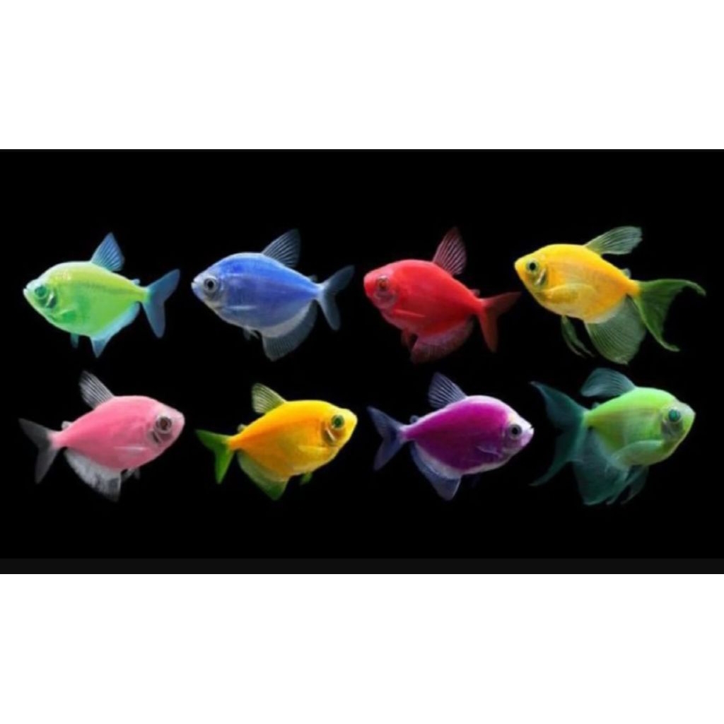 GLOFISH