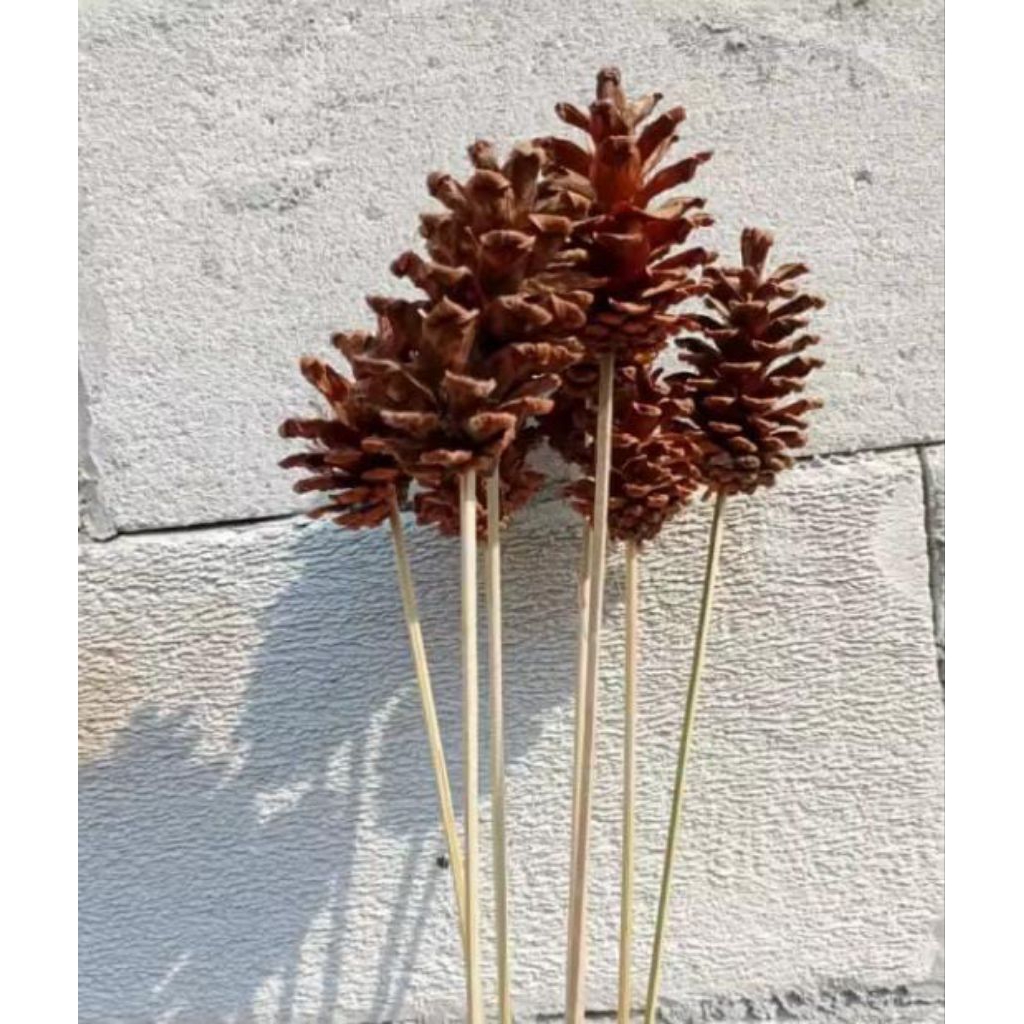 buah pinus buat dekorasi rumah