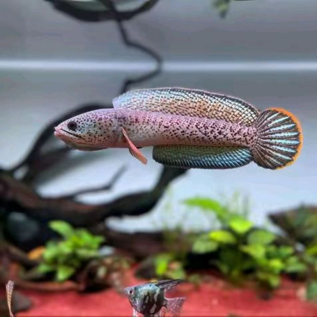 Channa Barca - Ikan Hias