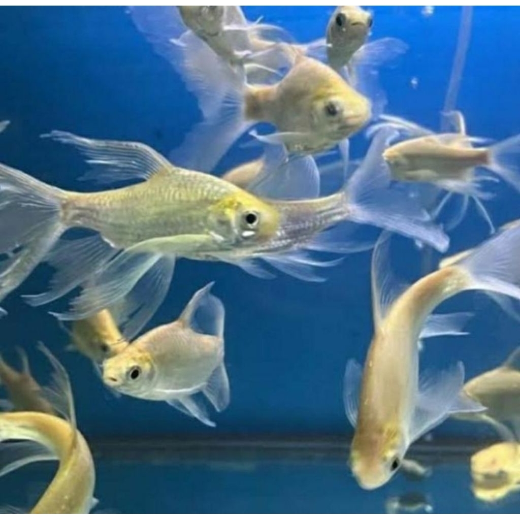 Kaviat Slayer - Ikan Hias Pembersih Dasar Aquarium