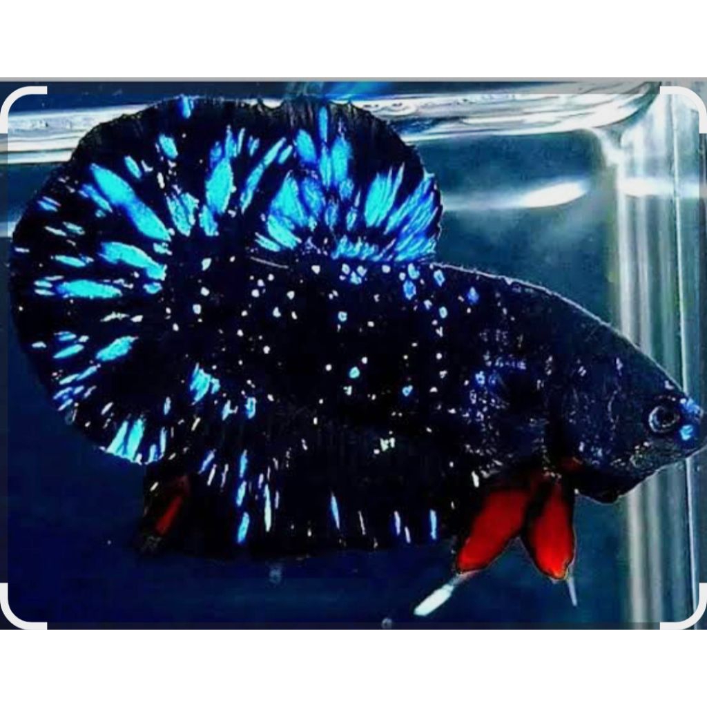 plakat avatar nebula