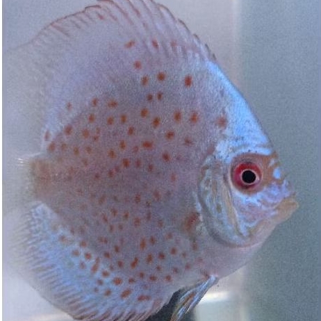 Discus Blue scorpion / ikan hias air tawar