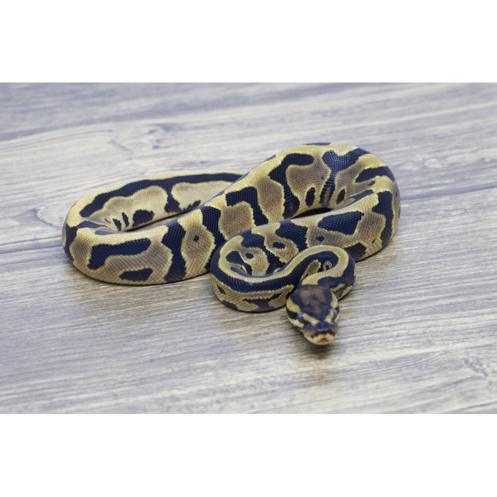Ballpython Leopard OD Het Pied Poss Het Clown Male