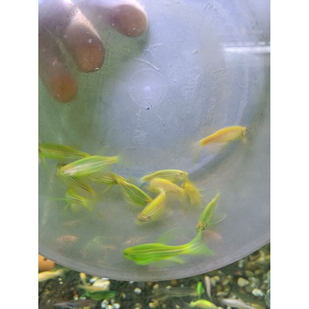 Hiasan Aquarium Ikan Danio Slayer Hijau