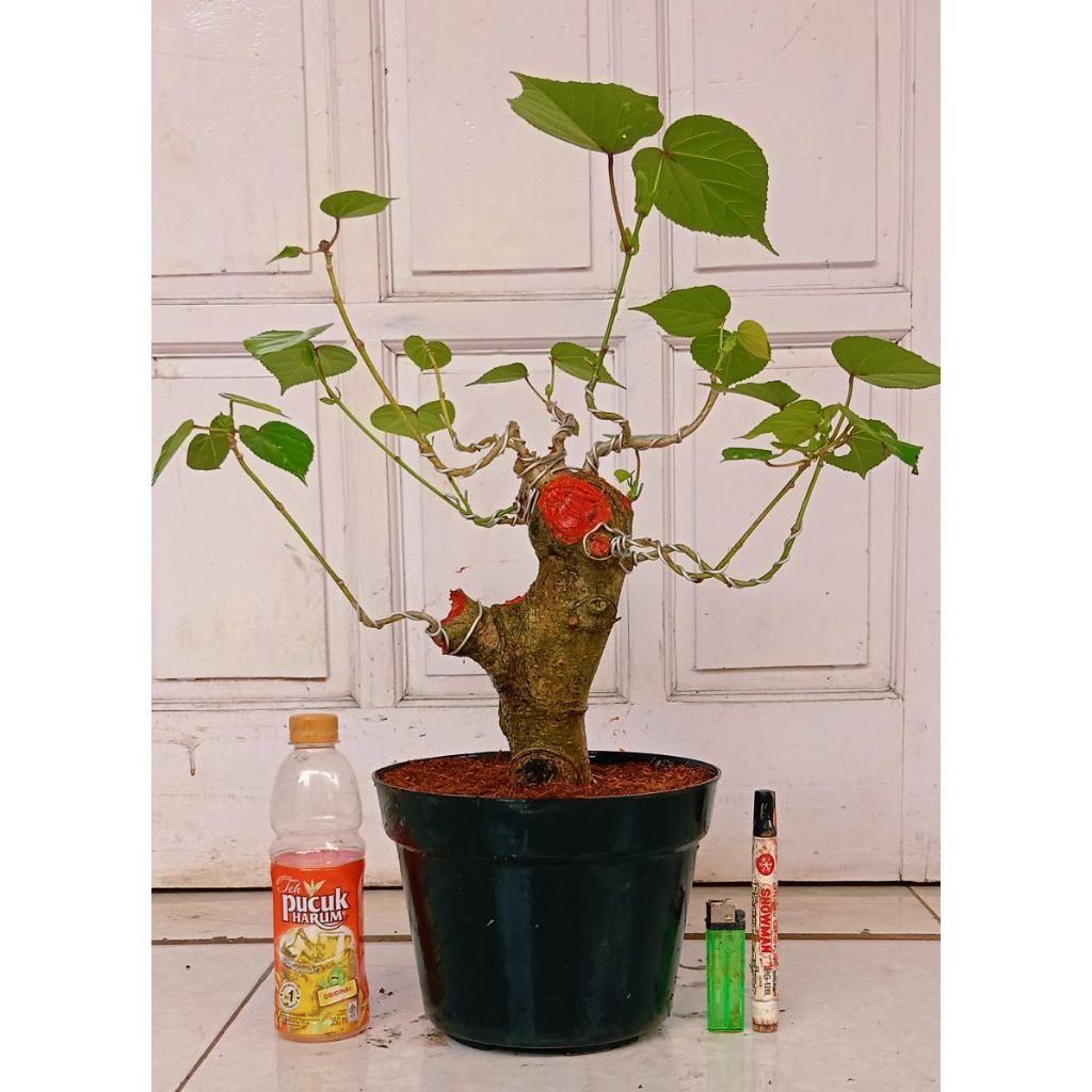 waru India gede prospek 125.000 siap program lanjutan mantap