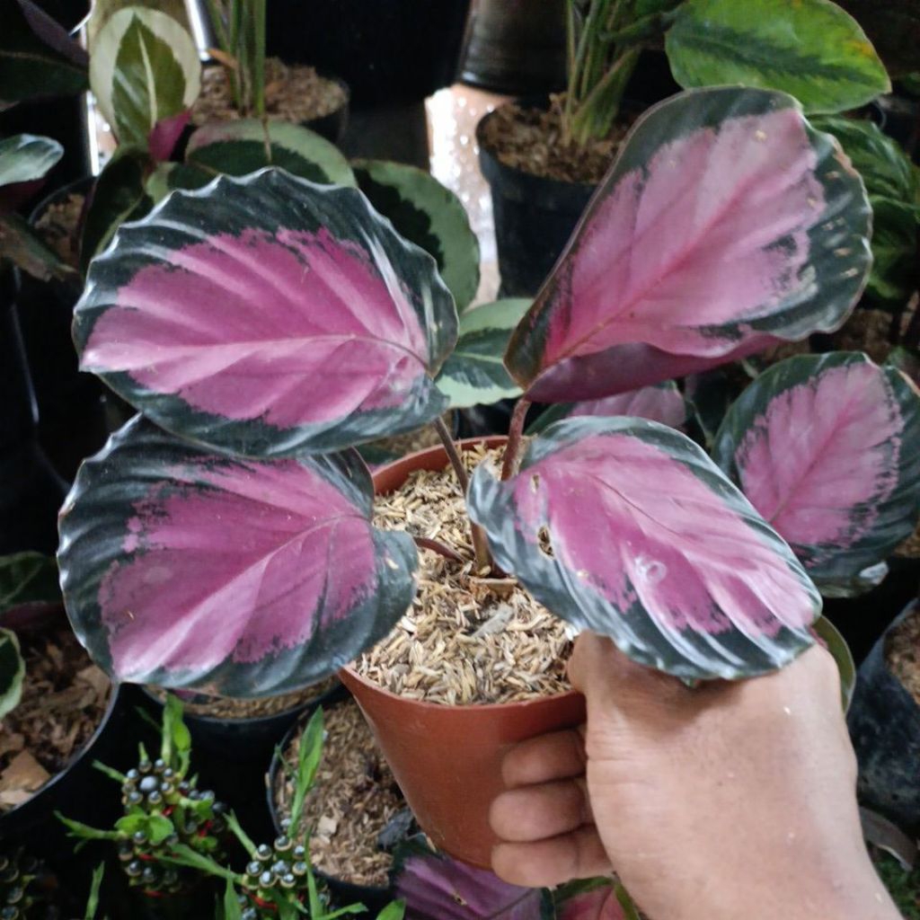 Tanaman Hias Calathea Crimson cakep rimbun