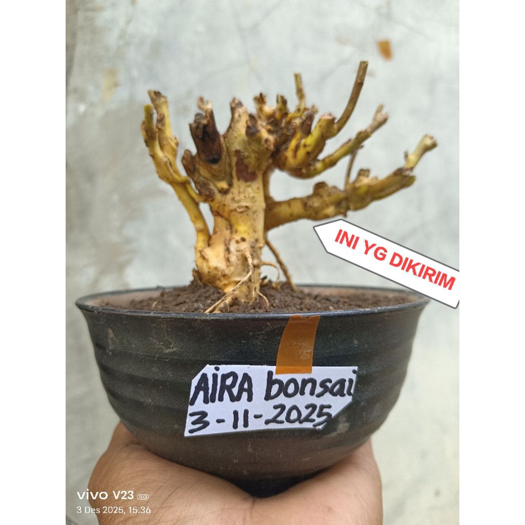 bahan bonsai serut dongkelan unik