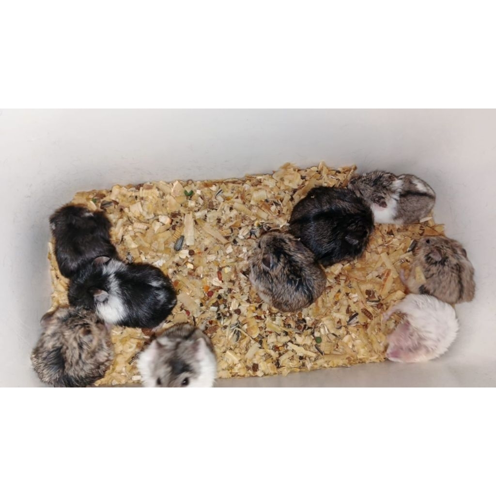 Hamster Campbell – Hamster Dwarf Jinak, Aktif & Sehat (Anakan/Remaja)