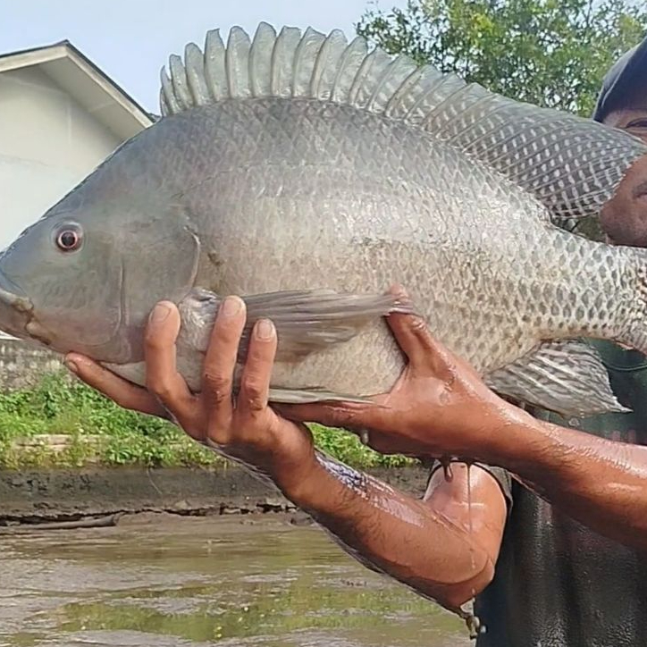 benih ikan nila hitam per 2kilo