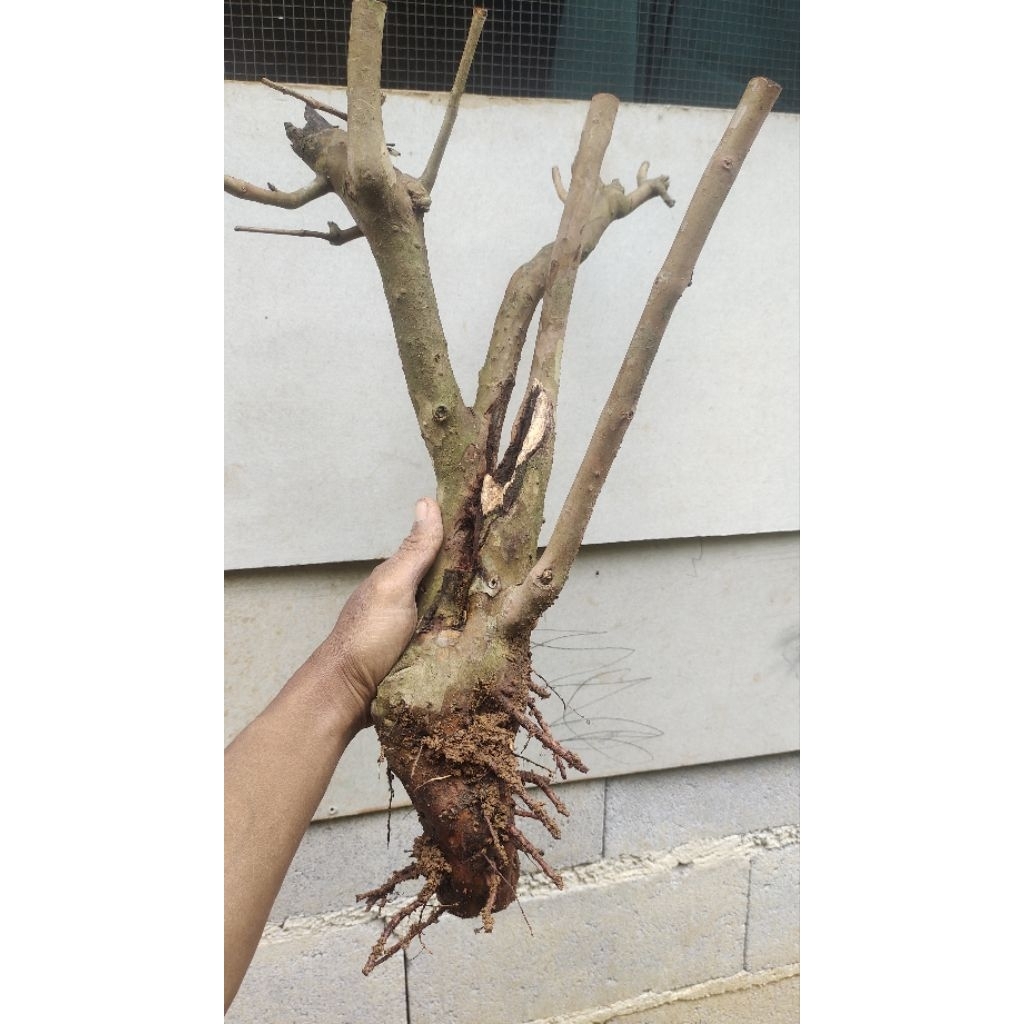 bahan bonsai jambu biji merah realpic sesuai gambar