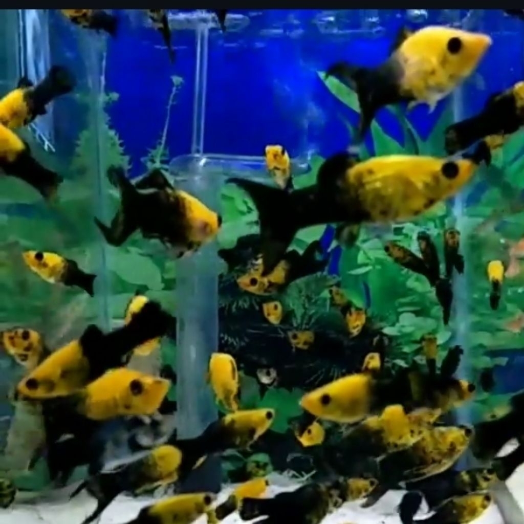 ikan hias molly golden black