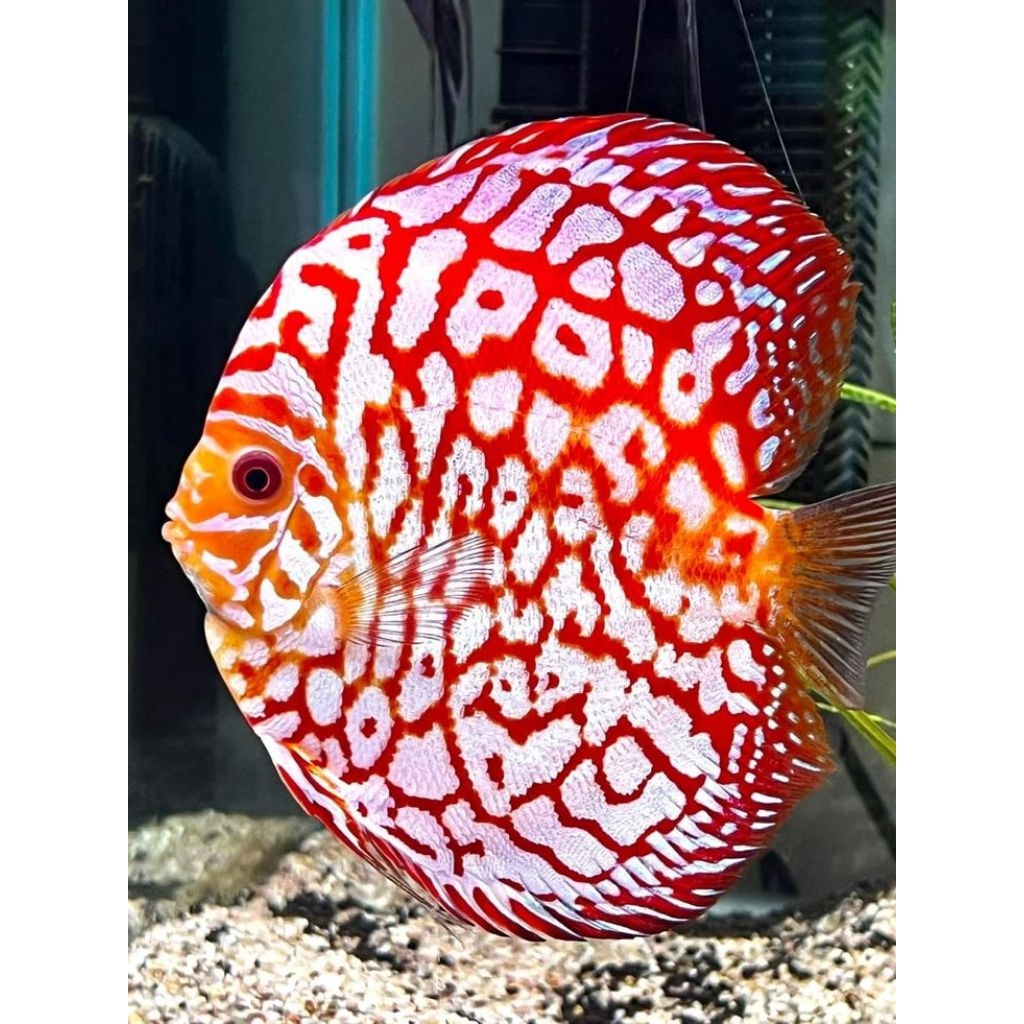 Pigeon Jaguar ikan hias air tawar / hiasan aquarium