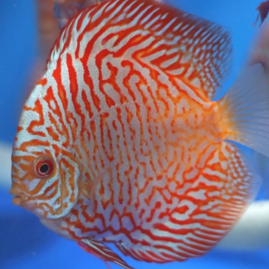 Discus white Tiger ikan hias aquascape / hiasan aquarium