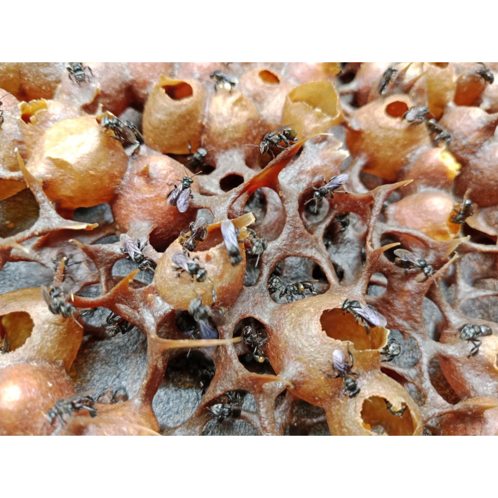 Sarang Kotak Lebah Kelulut Trigona Itama