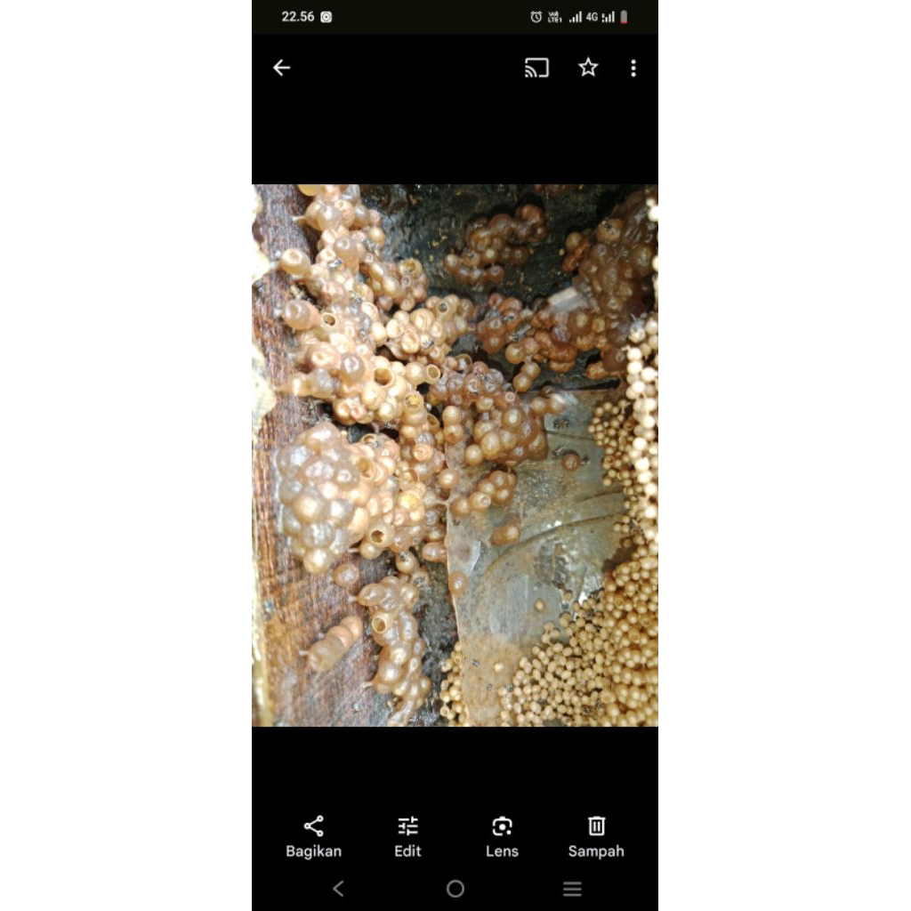 Sarang Kotak Lebah Kelulut Sumatra Utara