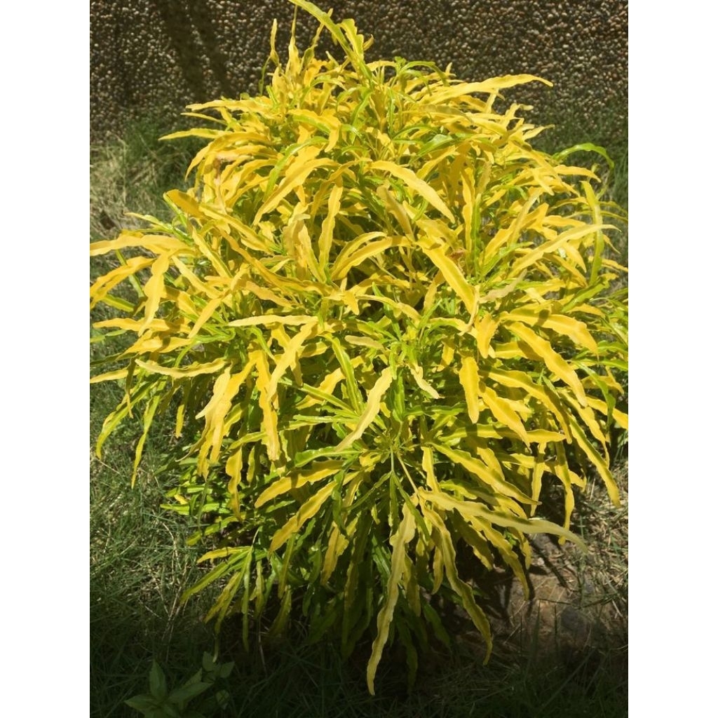 Bibit Tanaman Acalypha / Brokoli Kuning Siap Tanam  Tinggi Rimbun