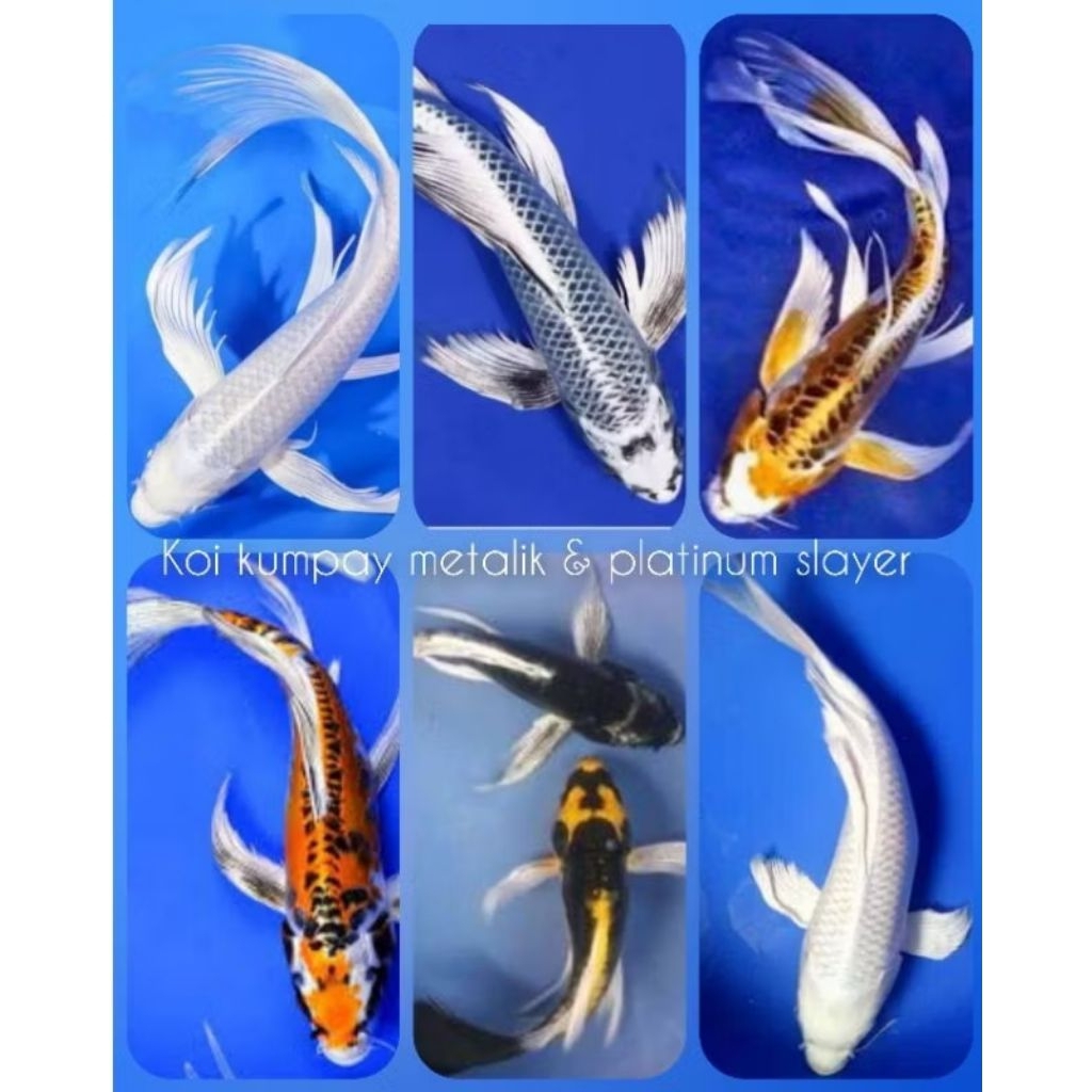 10 eqr Ikan hias koi kumpay metalik & platinum slayer dekorasi akuarium air tawar