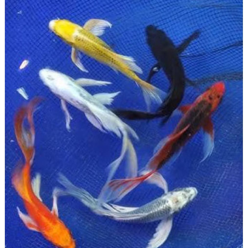 ukuran besar 22-23cm koi slyer kumpay buntut panjang asli blitar asli sesuai vidio vitamin super ori