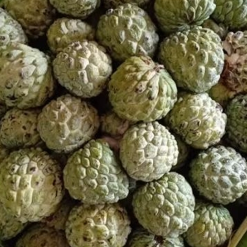Buah Srikaya 1 kg