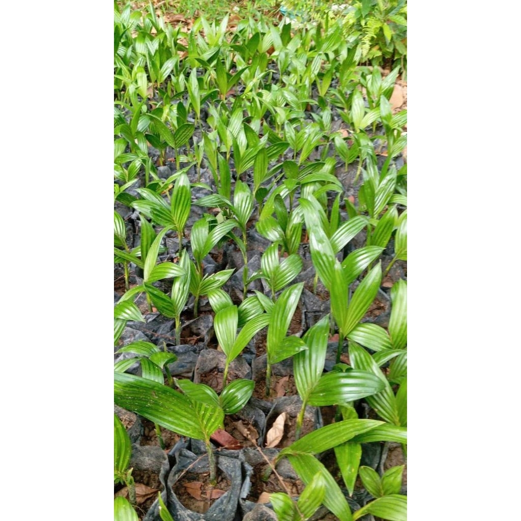 bibit pinang betara siap tanam