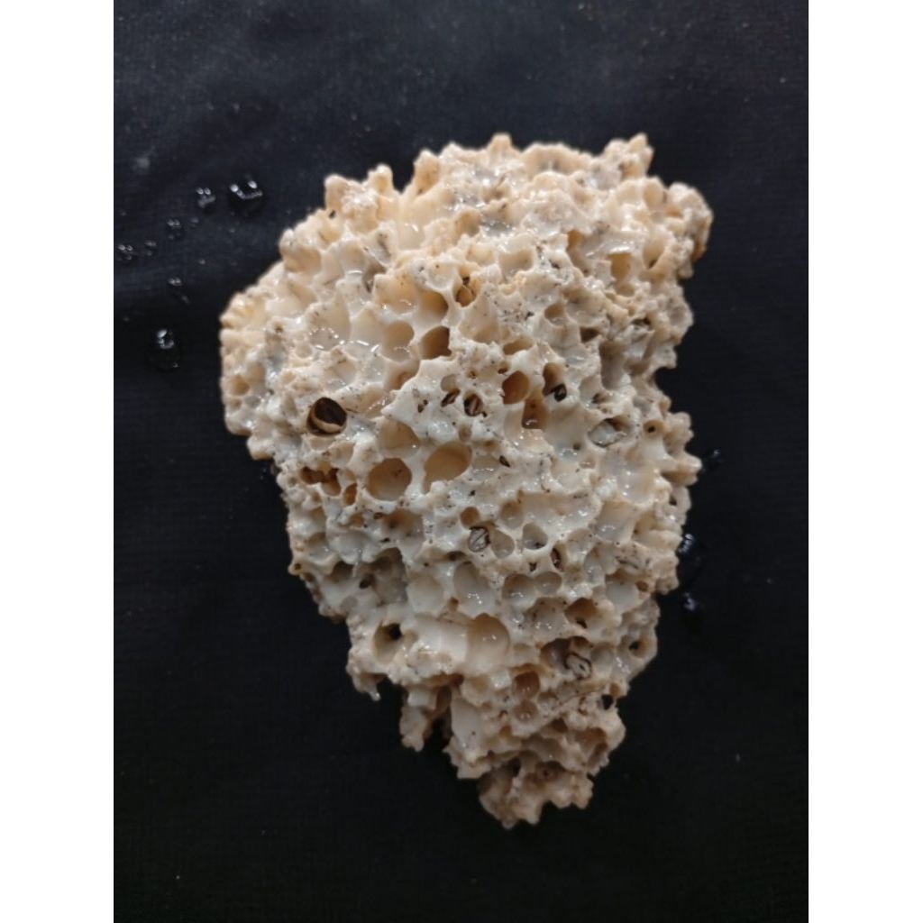 natural temuan laut coral batu sarang semut 10