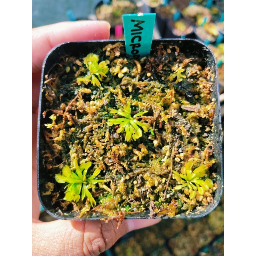 Venus Fly Trap Microdent Size Kecil