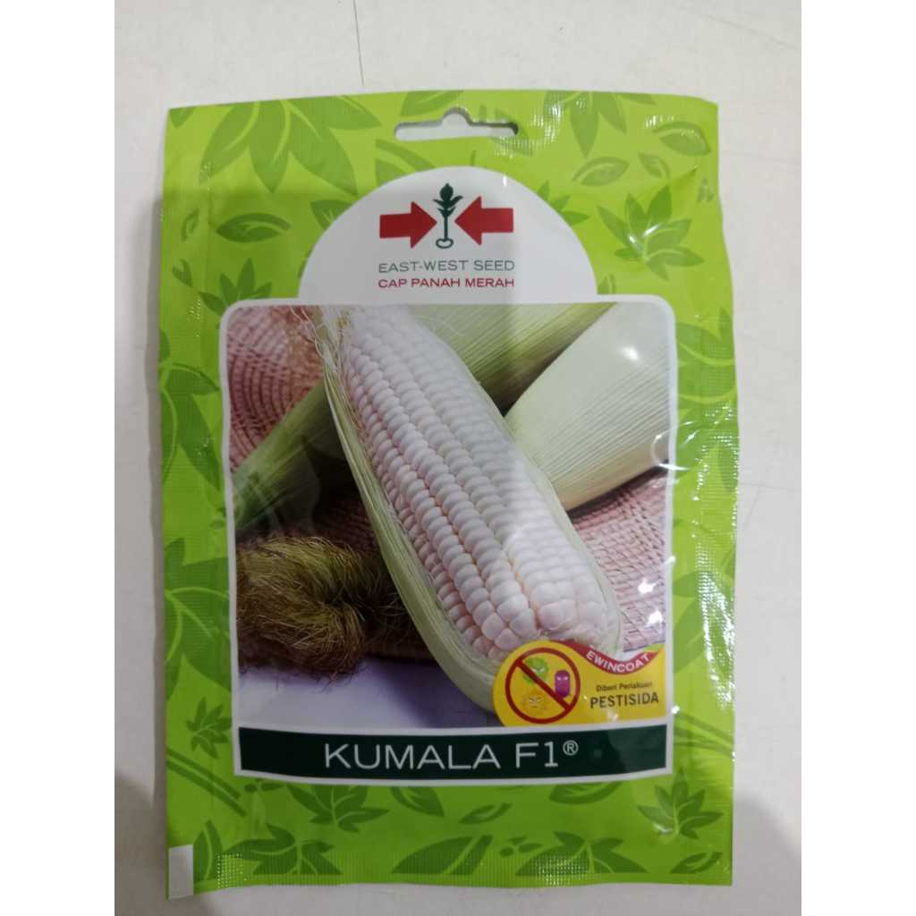 CPM - 200 BUTIR BENIH JAGUNG PUTIH PULUT KETAN MANIS KUMALA F1
